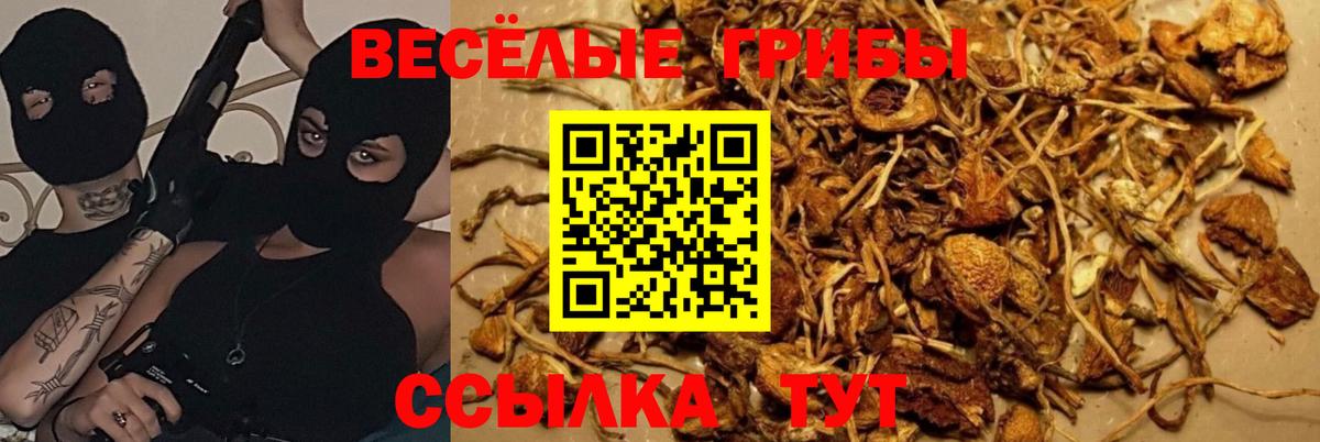 Галлюциногенные грибы Psilocybine cubensis  Вход с VPN  Галлюциногенные грибы мицелий  наркотики  Чистополь 